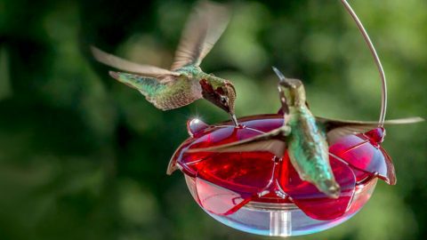 hummingbirds, BirdSpotter Project FeederWatch 2015-16