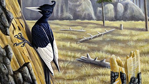 Original cover painting for October 2011 issue of The Auk by Evaristo Hernández Fernández, Bartels Science Illustration Intern at the Cornell Lab of Ornithology