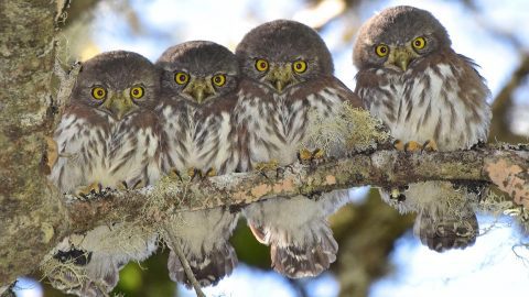 Owls are the most highly googled bird family. Northern Pygmy-Owl youngsters by David Tønnessen/Macaulay Library. ML33886011