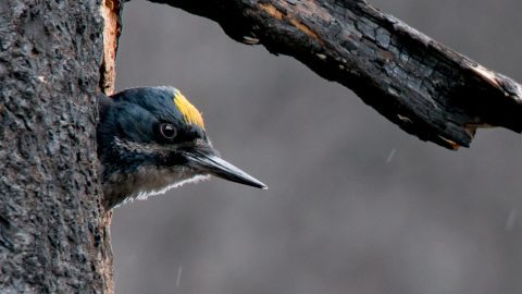 Black-backed Woodpecker by Photo by Jeremy Roberts/Conservation Media.