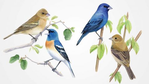 Lazuli and Indigo BUnting, Illustrations by Bartels Science Illustrator Jessica French