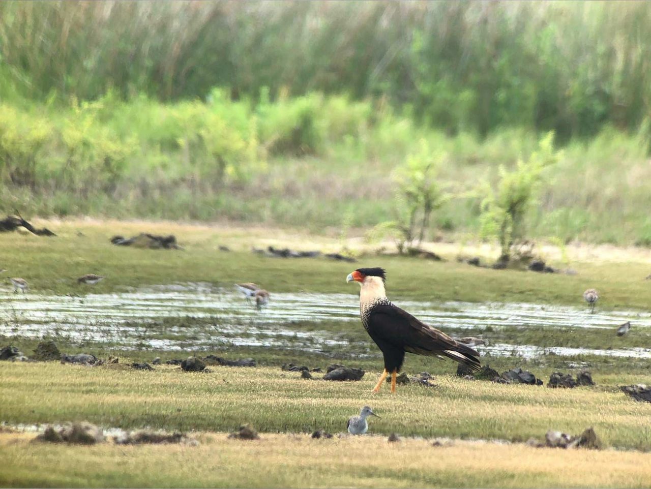Team Texas spots a Crested Caracara keeping an eye on a marsh full of shorebirds. Photo by Tim Lenz.