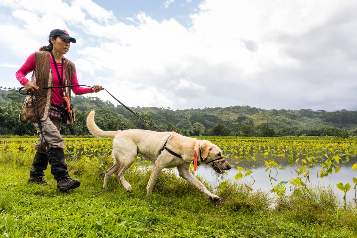 Solo’s handler, Kyoko Johnson, leads Solo along the edge of a wetland in Hanalei National Wildlife Refuge. Photo by Tor Johnson