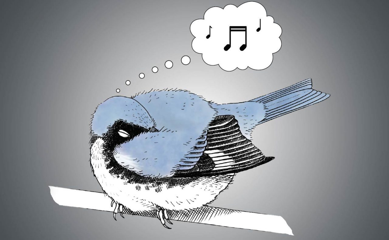 Dreaming bird by Megan Bishop