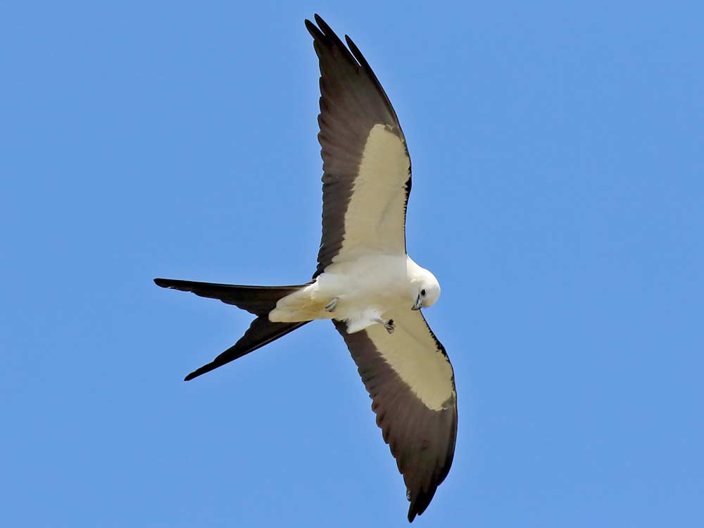 Swallow-tailed Kite at Bald Point State Park. Photo by Doug Beach/Macaulay Library.