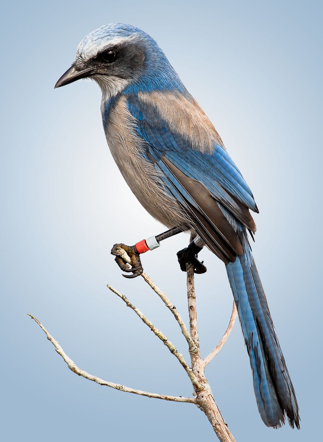 Florida Scrub-Jay by Reed Bowman