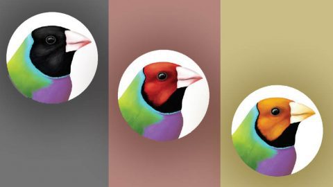 Gouldian Finches are incredibly colorful birds native to Australia and widely kept as pets. They can occur in three different color forms. Illustration by Megan Bishop.
