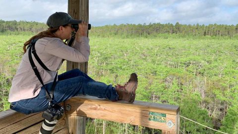 Heather Wolf perches on an overlook and scans a dwarf cypress stand full of Prothonotary Warblers in Florida.