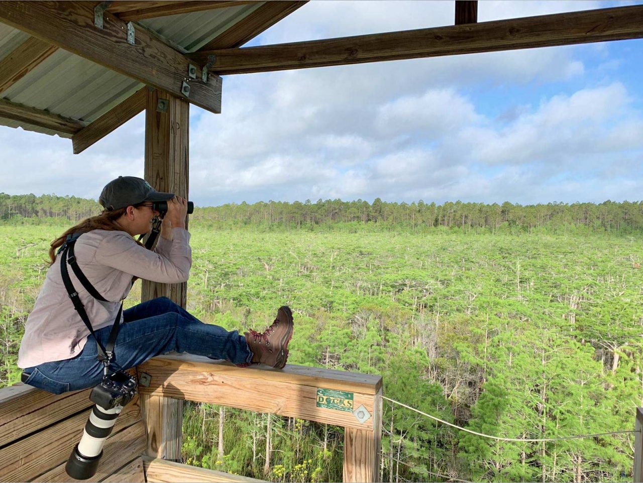 Heather Wolf perches on an overlook and scans a dwarf cypress stand full of Prothonotary Warblers in Florida.