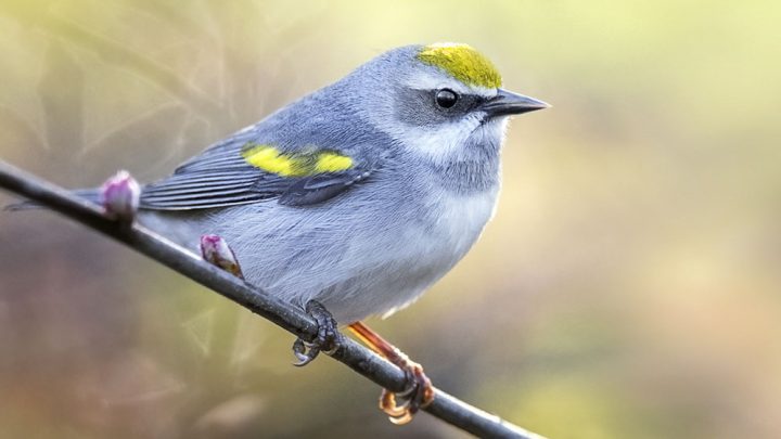 Scientists ID why Gouldian Finches Have Red, Black, or Yellow Heads