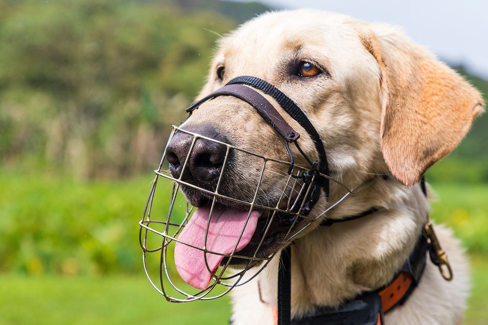 Trained to sniff out duck carcasses infected by botulism, Solo the Labrador retriever sports a muzzle to protect live birds and nests on Kauai’s Hanalei National Wildlife Refuge. Photo by Tor Johnson.