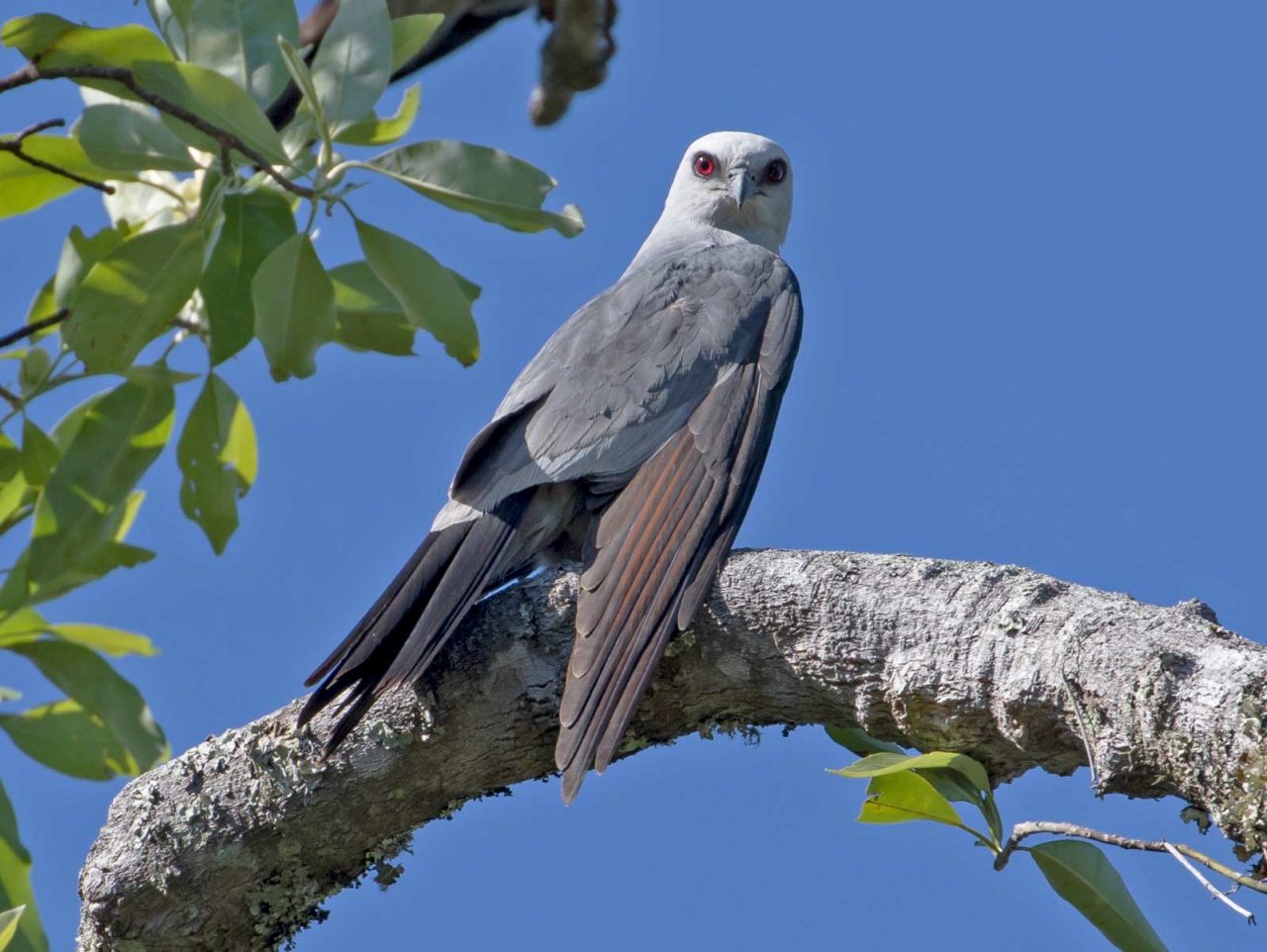 A Mississippi Kite in Franklin, Florida. Photo by Heather Wolf/Macaulay Library.