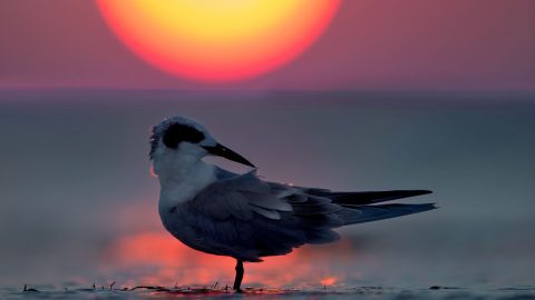 Forster's Tern at sunset by Ray Hennessey