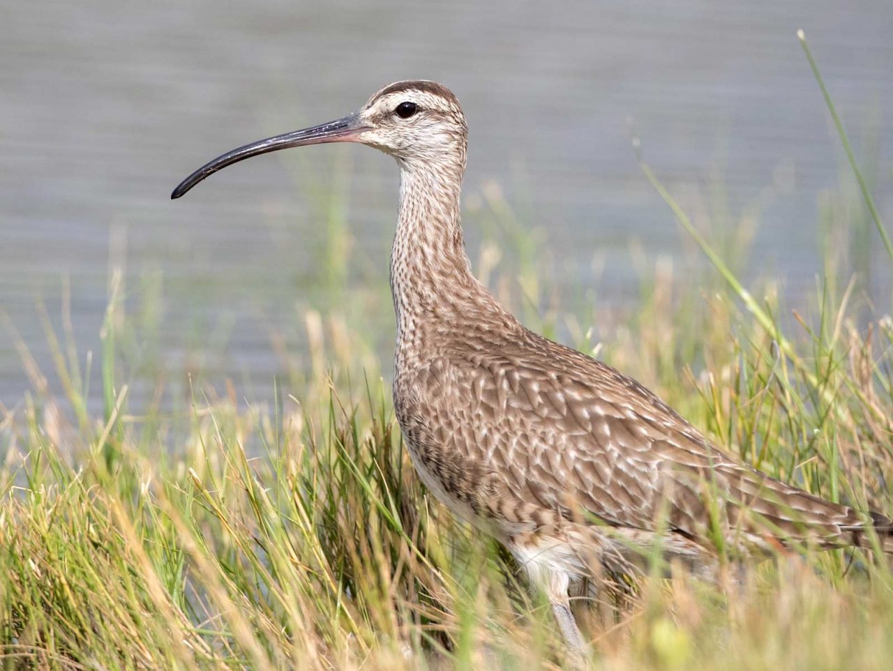 A Whimbrel spotted in Galveston. Photo by Ian Davies/Macaulay Library.