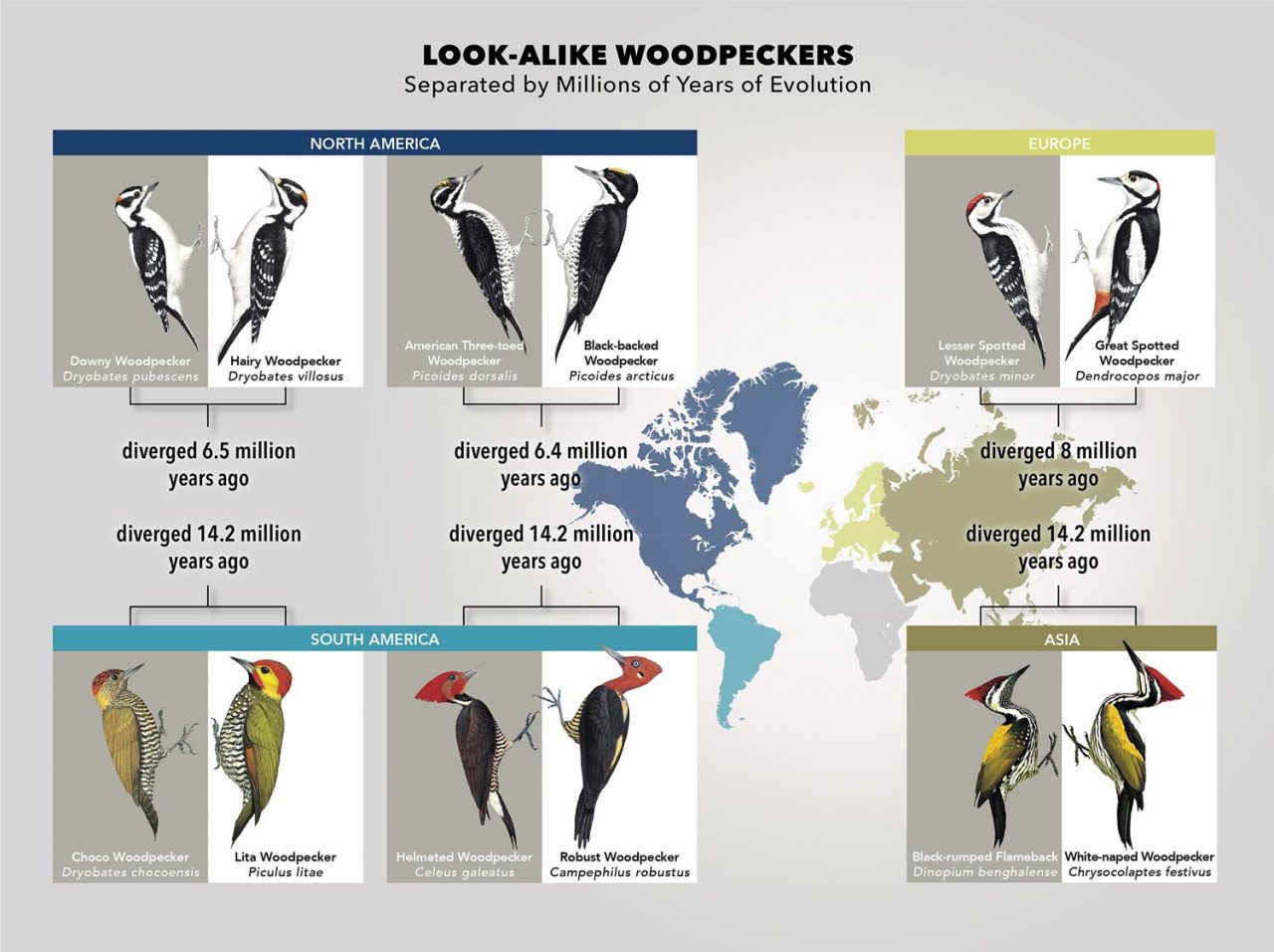 Around the world there are several pairs of woodpeckers that look alike but aren’t closely related. Research led by the Cornell Lab of Ornithology’s Eliot Miller documented this doppelganger phenomenon around the world among pairs of woodpecker species that genetically diverged millions of year ago. Miller says the mechanism is plumage mimicry—one species evolving to look like another in order to gain some benefit. In the case of smaller-sized doppelgangers, they may be evolving to look like their bigger twins so that they can gain some of the dominance benefits associated with a larger, more aggressive bird. Graphic by Jillian Ditner/Cornell Lab of Ornithology; bird illustrations courtesy of Handbook of Birds of the World Alive, Lynx Editions