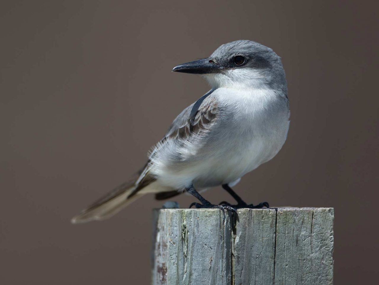 A Gray Kingbird. Photo by Chris Wood.