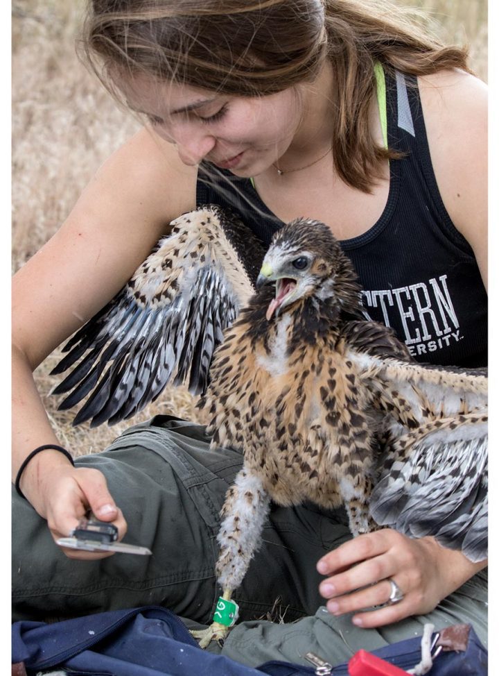 Hamilton College undergraduate Amelia Boyd takes measurements from a color-banded nestling. Photo by Scott Weidensaul.