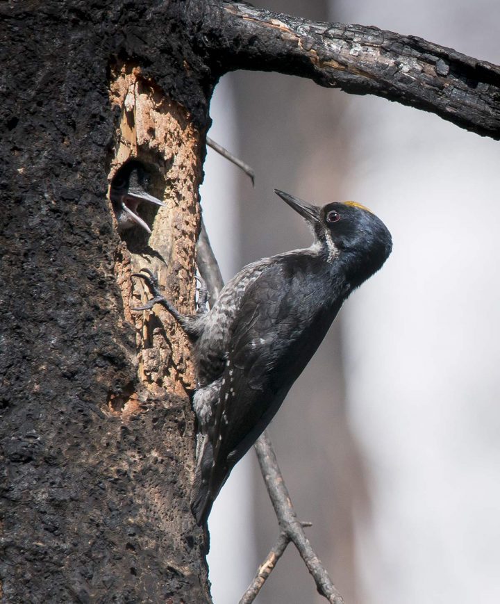 Both the male and the female care for the chicks, which fledge after about 24 days. Black-backed Woodpeckers use burned forests for up to about eight years after a fire. Photo by Jeremy Roberts/Conservation Media.