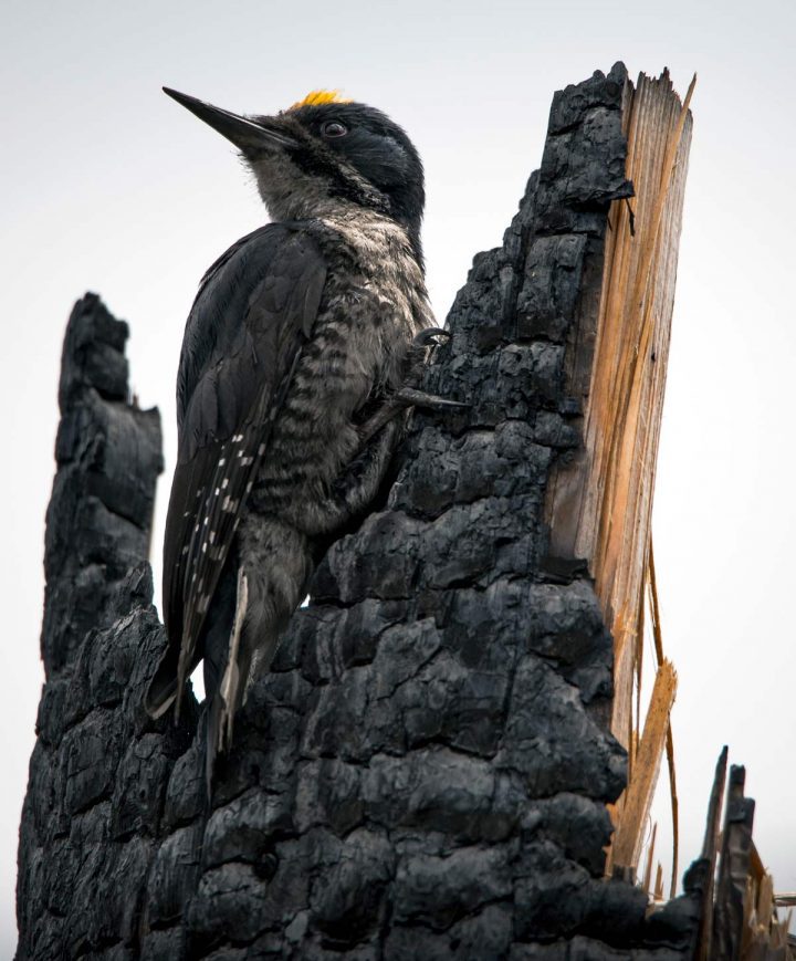 Hutto says the Black-backed Woodpeckers are “As well camouflaged against burned trees as a ptarmigan is in the snow." This male uses the fire-hardened snag to drum and proclaim his territory. Photo by Jeremy Roberts/Conservation Media.