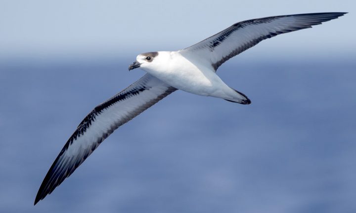 White-faced Black-capped Petrel. Photo by Steve Kelling/Macaulay Library