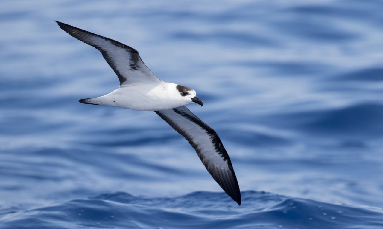 Black-capped Petrel, white-faced, by Brian Sullivan/Macaulay LIbrary