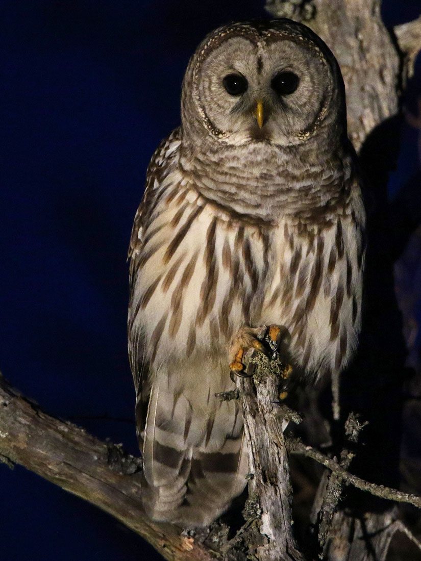 A female Barred Owl. Photo by Anonymous eBirder/Macaulay Library.
