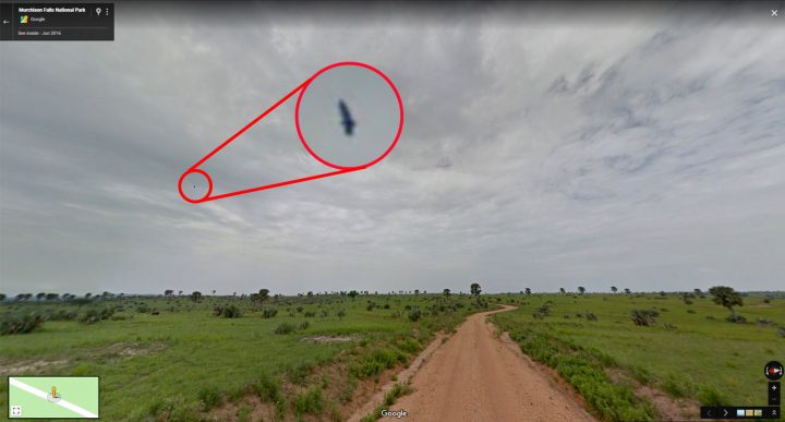 A Bateleur was spotted soaring above Murchison Falls National Park in Uganda. Image from Google Street View.