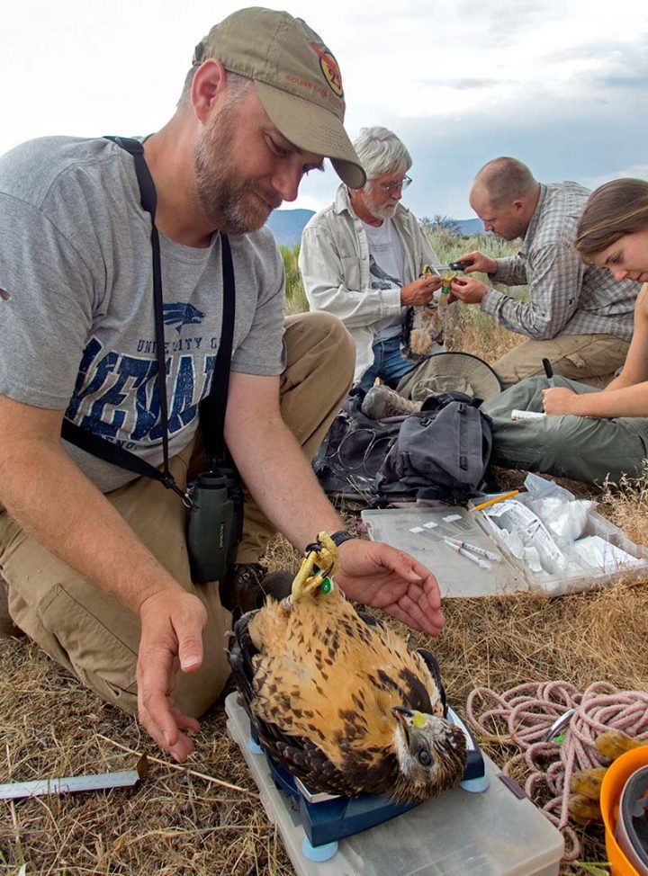 Hamilton College biologist Chris Briggs weighs a Swainson’s Hawk. Photo by Scott Weidensaul.