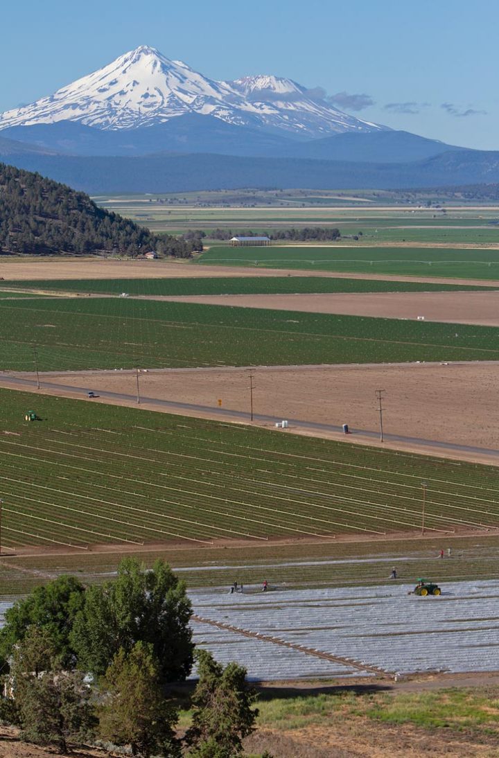 Fields of strawberries and alfalfa dominate the agricultural landscape of California’s Butte Valley, with Mount Shasta rising in the distance. Photo by Chris Vennum.