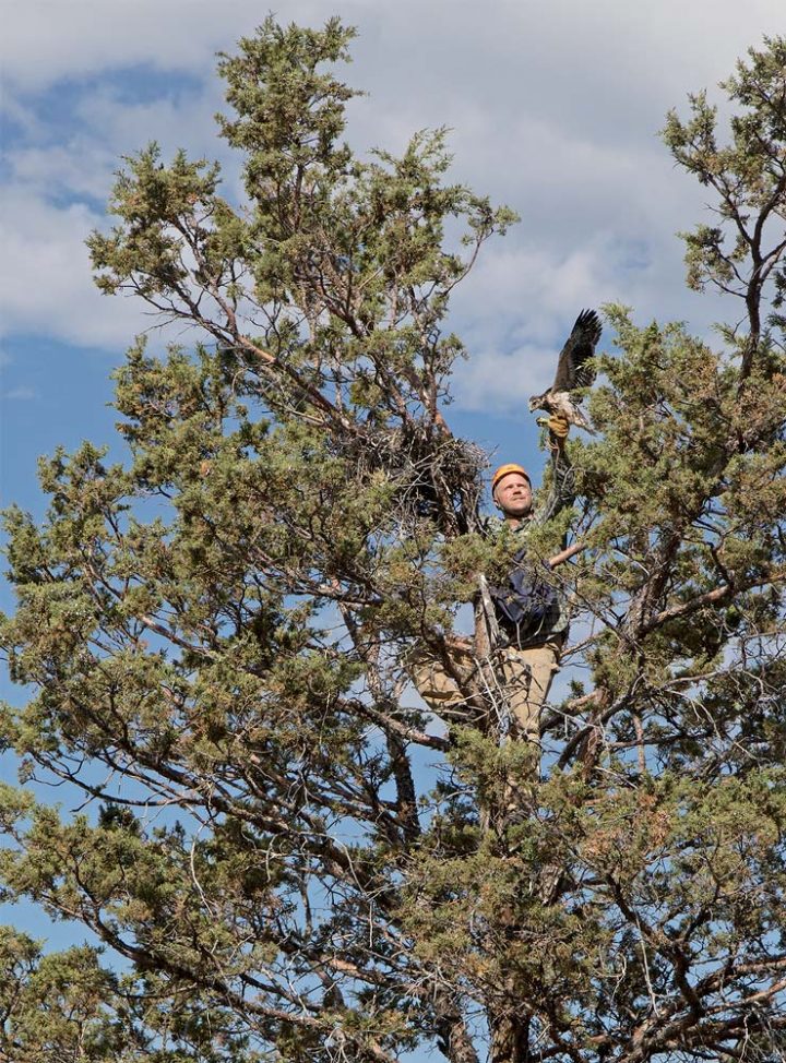 Colorado State biologist Chris Vennum captures a Swainson’s Hawk nestling to band. Over 1,100 Swainson’s Hawk chicks in the Butte Valley have been color-banded. Photo by Scott Weidensaul.