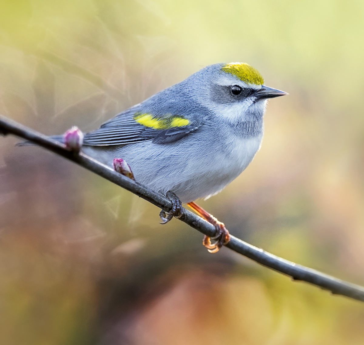By overlooking female Golden-winged Warblers , scientists didn
