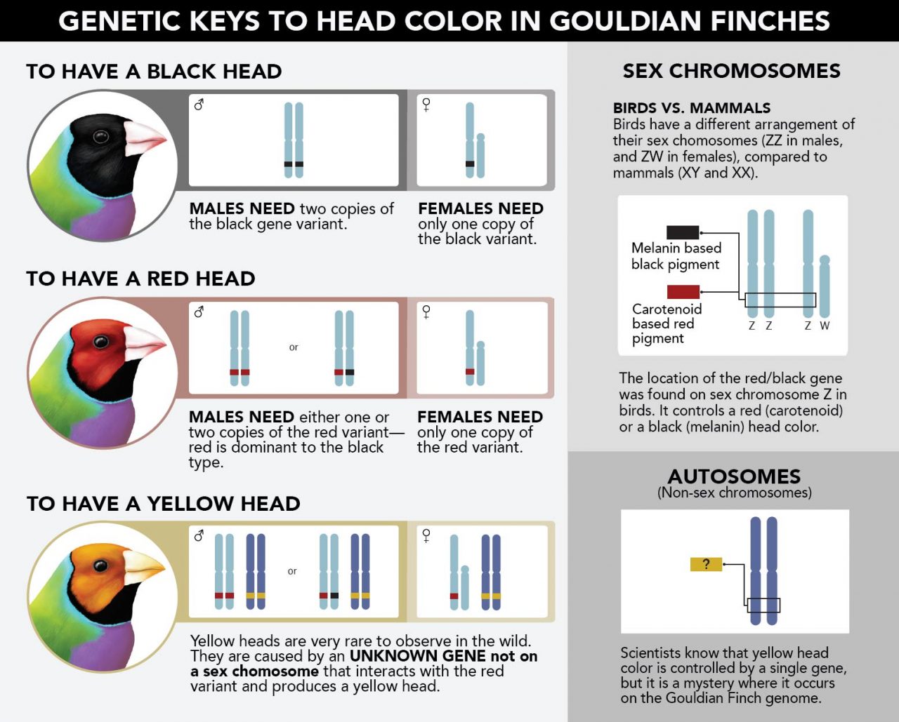 Gouldian Finches—Australian songbirds that have become popular for captive breeding as pets—occur in three morphs for head color. A team of scientists isolated what was happening at the genomic level to cause the different head colors. Graphic by Megan Bishop.
