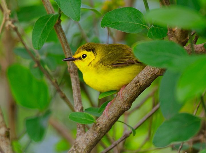 But it wasn't until the 190s that scientists discovered that during breeding season, female Hooded Warblers may wander away from the nest and call loudly to nearby males to elicit extra-pair copulations. Photo by Dave Welling.