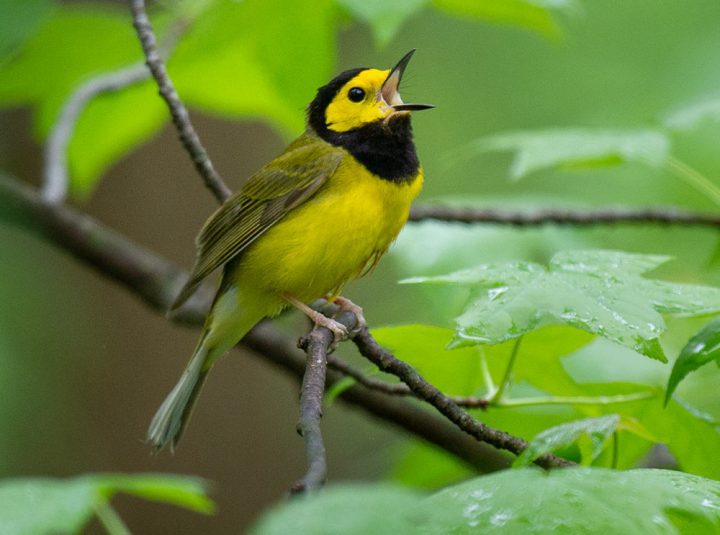 Scientists have long been familiar with the song of the male Hooded Warbler. Photo by Ray Hennessey.