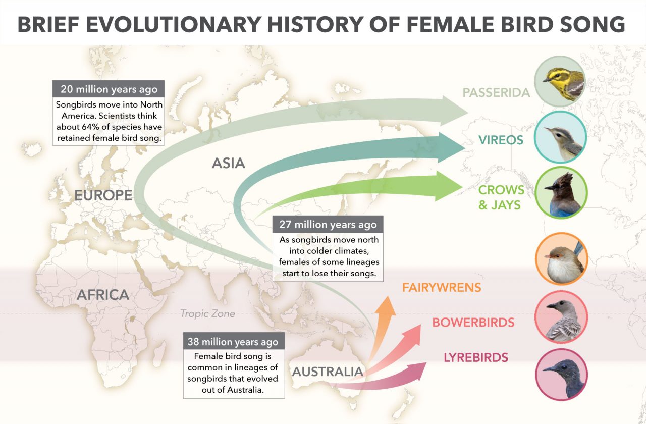 Songbirds evolved out of regions where female bird song was common. Graphic by Jillian Ditner; Source: Karan Odom/Cornell Lab of Ornithology; Macaulay Library Photos: Superb Lyrebird by Michael Rutkowski, Great Bowerbird by Geoff Dennis, Superb Fairywren by David Boyle, Townsend’s Warbler by Edward Plumer, Warbling Vireo by Tim DeJonghe, and Steller’s Jay by Chezy Yusuf.