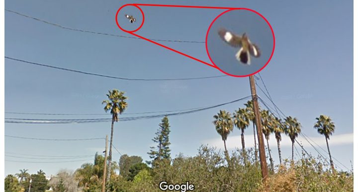 This Northern Mockingbird was captured by Google Street View cameras in a neighborhood in Solana Beach, California. Image courtesy of Google Street View.