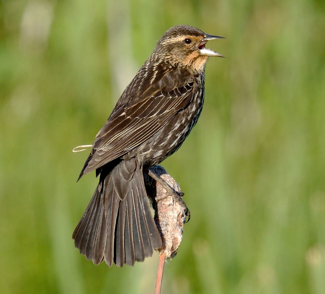 Female Red-winged Blackbird by Yves Darveau/Macaulay Library.