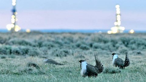 Greater Sage-Grouse and natural gas drilling rigs near Pinedale, Wyoming. Photo by Gerrit Vyn