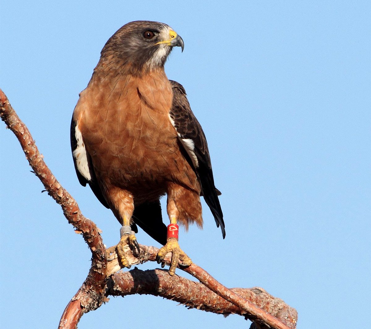 As many Swainson’s Hawk as possible are banded to their population can be closely monitored. Photo by Chris Vennum.