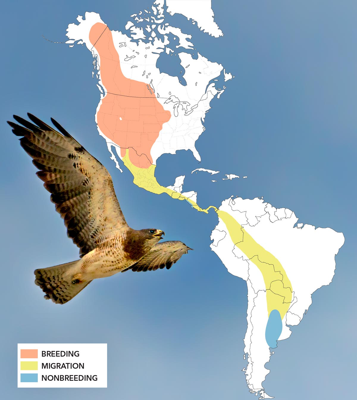 Swainson’s Hawks travel up to 12,000 miles each year as they migrate between western North America and the pampas of Argentina. Swainson’s Hawk photo by Dave Welling; map graphic by Jillian Ditner; map source: Neotropical Birds Online.