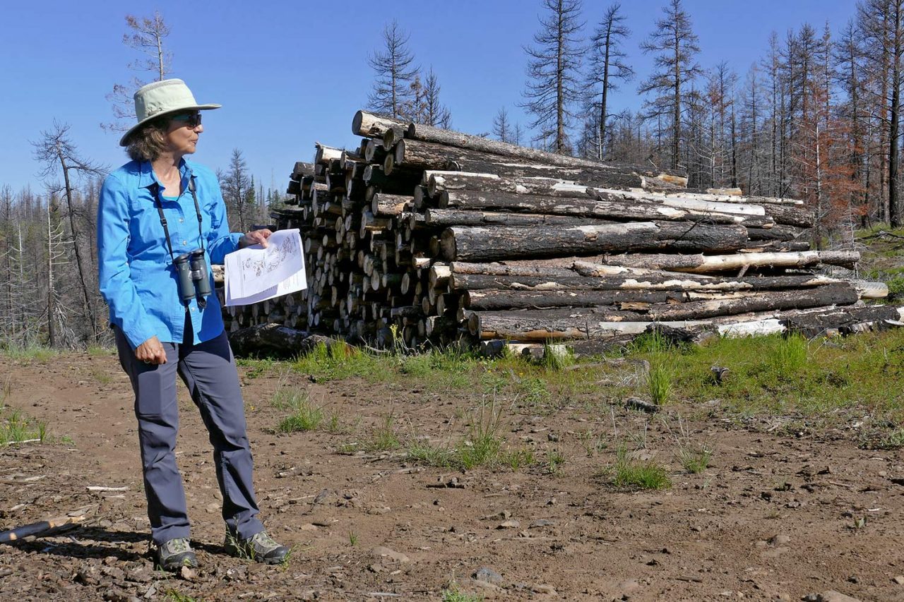 U.S. Forest Service biologist Victoria Saab stands in an Oregon forest that was salvage logged following the Canyon Creek Fire in 2015. Saab studies whether salvage logging and bird habitat can be compatible in fragile post-fire ecosystems. Photo by Hugh Powell.