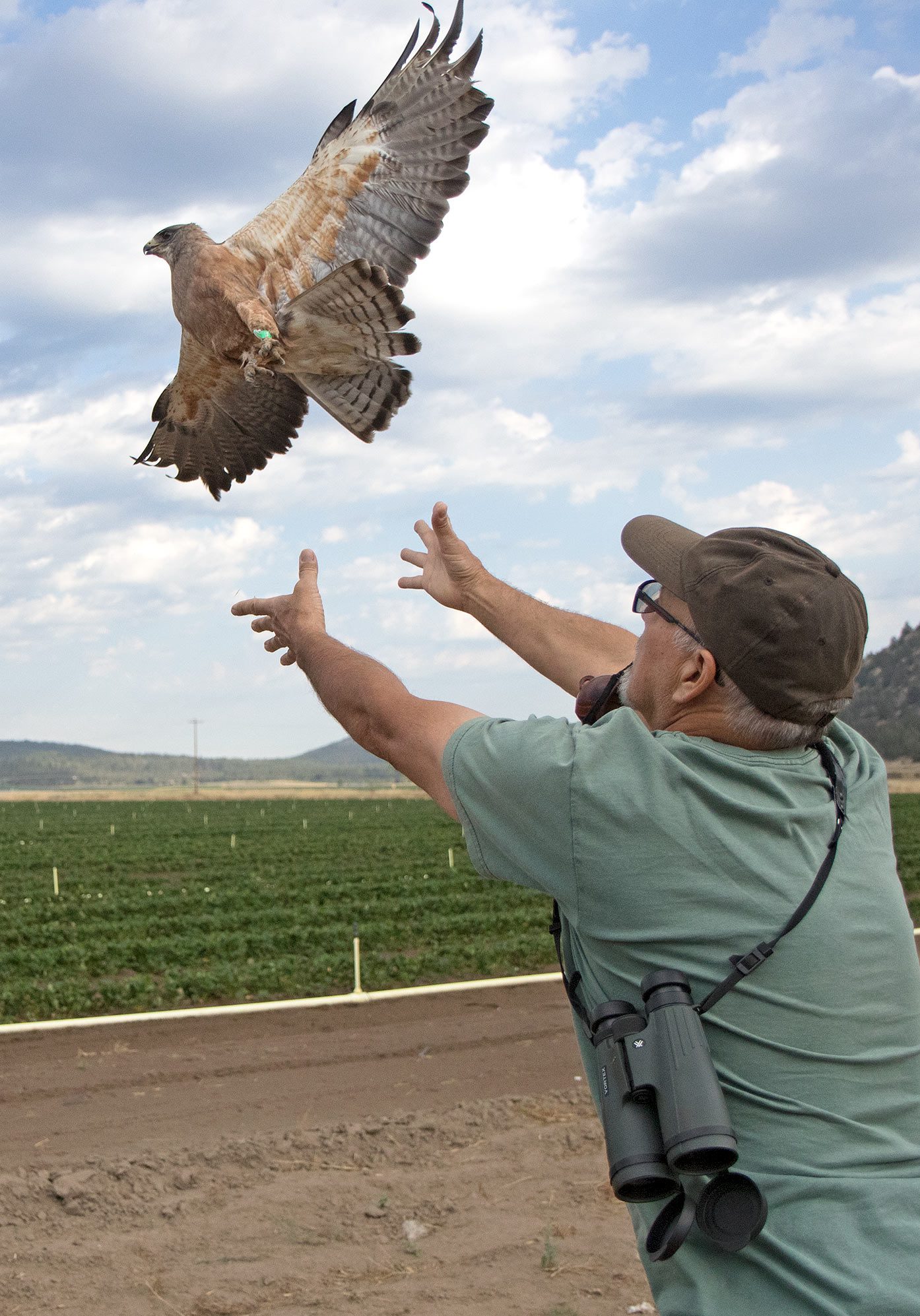 Biologist Brian Woodbridge releases a hawk after collecting measurements and blood samples. Photo by Scott Weidensaul.