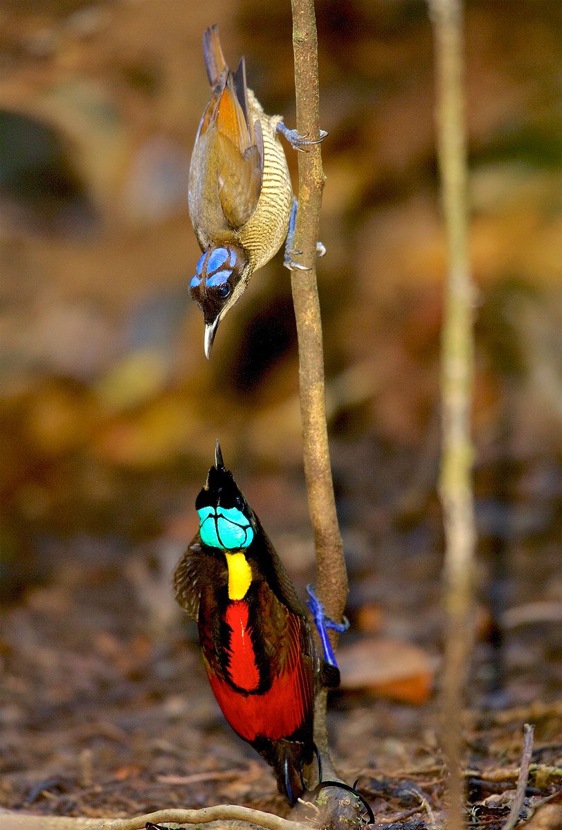 A female Wilson’s Bird-of-Paradise takes the perfect position above the male to appraise her colorful suitor. Photo by Tim Laman/Birds-of-Paradise Project