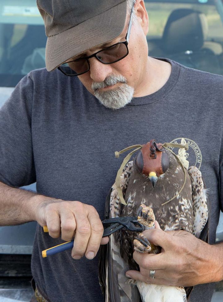 U.S. Fish and Wildlife Service biologist Brian Woodbridge places a leg band on a Swainson’s Hawk. He has been studying the hawks of the Butte Valley since the 1980s.