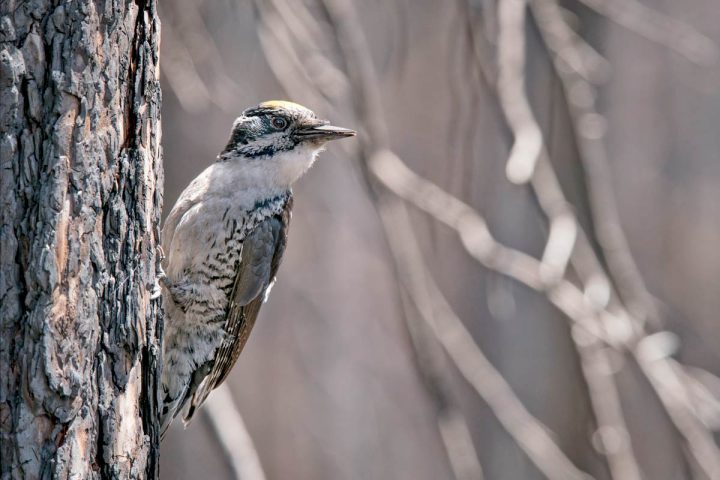 American Three-toed Woodpecker also make use of the burned landscape. Photo by Jeremy Roberts/Conservation Media.