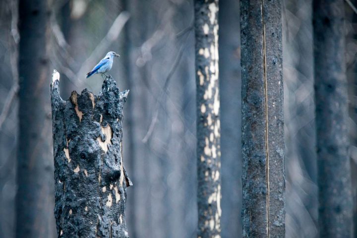Burned forests are loaded with food for birds, like this Mountain Bluebird. Photo by Jeremy Roberts/Conservation Media.