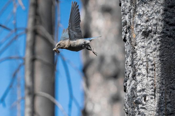 Living in a post-fire landscape does have a tendency to dirty the feathers; this Mountain Bluebird is very gray with soot. Photo by Jeremy Roberts/Conservation Media.
