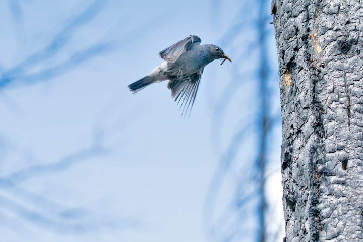 A Mountain Bluebird visits its nest cavity in a burned forest in Montana. Photo by Jeremy Roberts/Conservation Media.