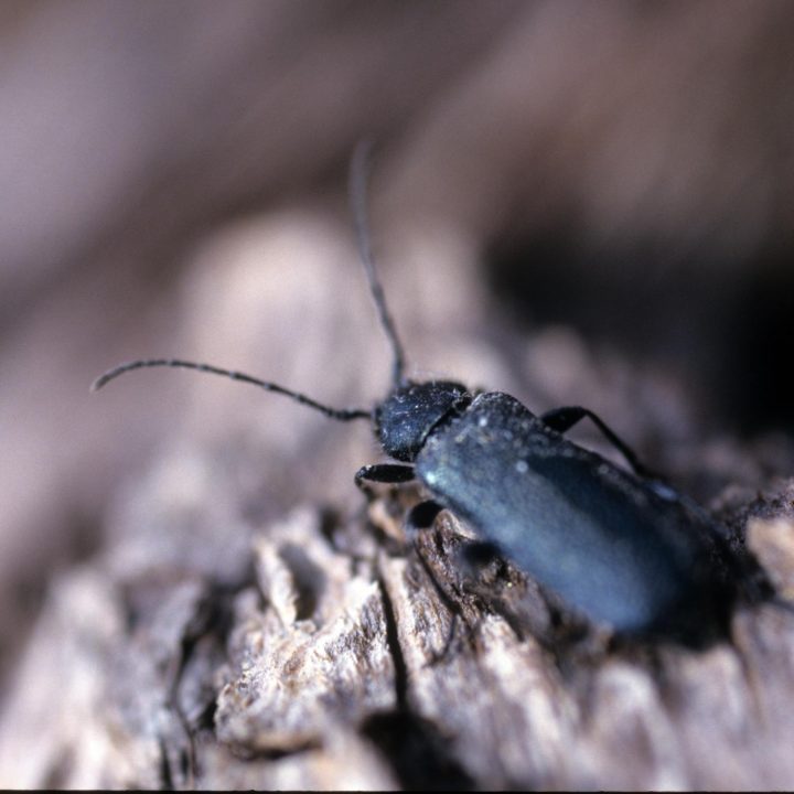 long-horned wood-boring beetle, Cerambycidae, a burn specialist. Image courtesy of Hugh Powell.