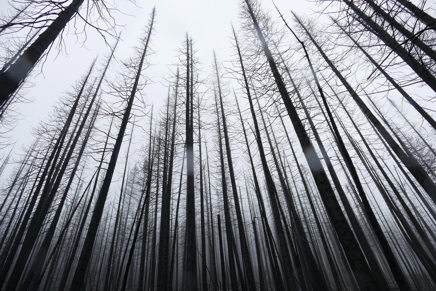 severely burned forest near Lolo, Montana, 2018